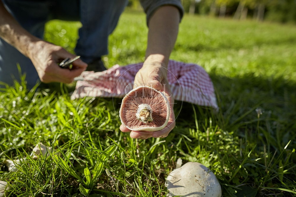 108279 Wiesen-Champignon (Agaricus campestris)