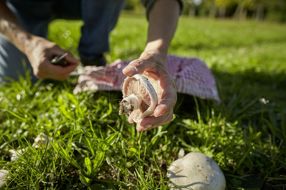 108280 Wiesen-Champignon (Agaricus campestris)
