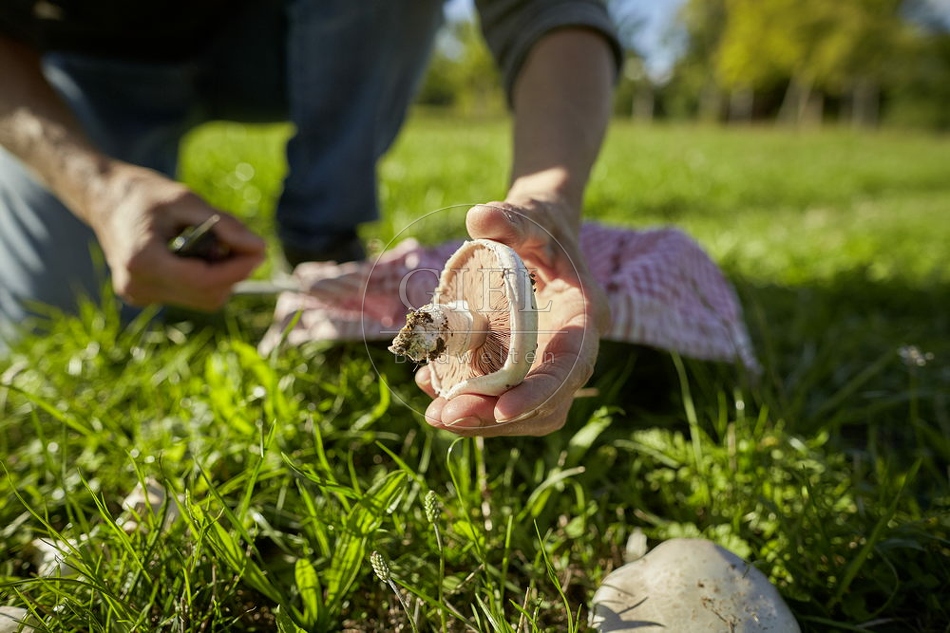 108281 Wiesen-Champignon (Agaricus campestris)