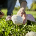 108283 Wiesen-Champignon (Agaricus campestris)
