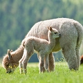 045594 Alpaka mit Fohlen