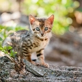 059051 Bengalkaetzchen