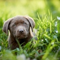 094011 Labrador Retriever Welpe