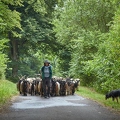 099117 Walliser Schwarzhalsziegen und Schäferin