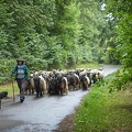 099118 Walliser Schwarzhalsziegen und Schäferin