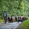 099119 Walliser Schwarzhalsziegen und Schäferin