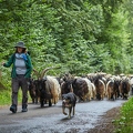 099121 Walliser Schwarzhalsziegen und Schäferin