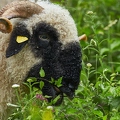 099158 Walliser Schwarznasenschaf