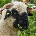 099160 Walliser Schwarznasenschaf