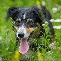 099163 Border Collie