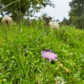 099213 Witwenblume und Blutströpfchen auf Schafweide
