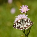099222 Schachbrettfalter und Witwenblume