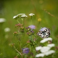 099229 Schachbrettfalter auf Witwenblume