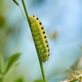 099240 Raupe des Sechsfleck Widderchen