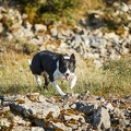 099580 Border Collie