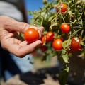 099585 Reife Tomaten in der Hand
