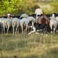 099588 Border Collie beim Hüten