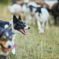 099599 Border Collie beim Hüten