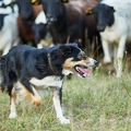 099608 Border Collie beim Hüten