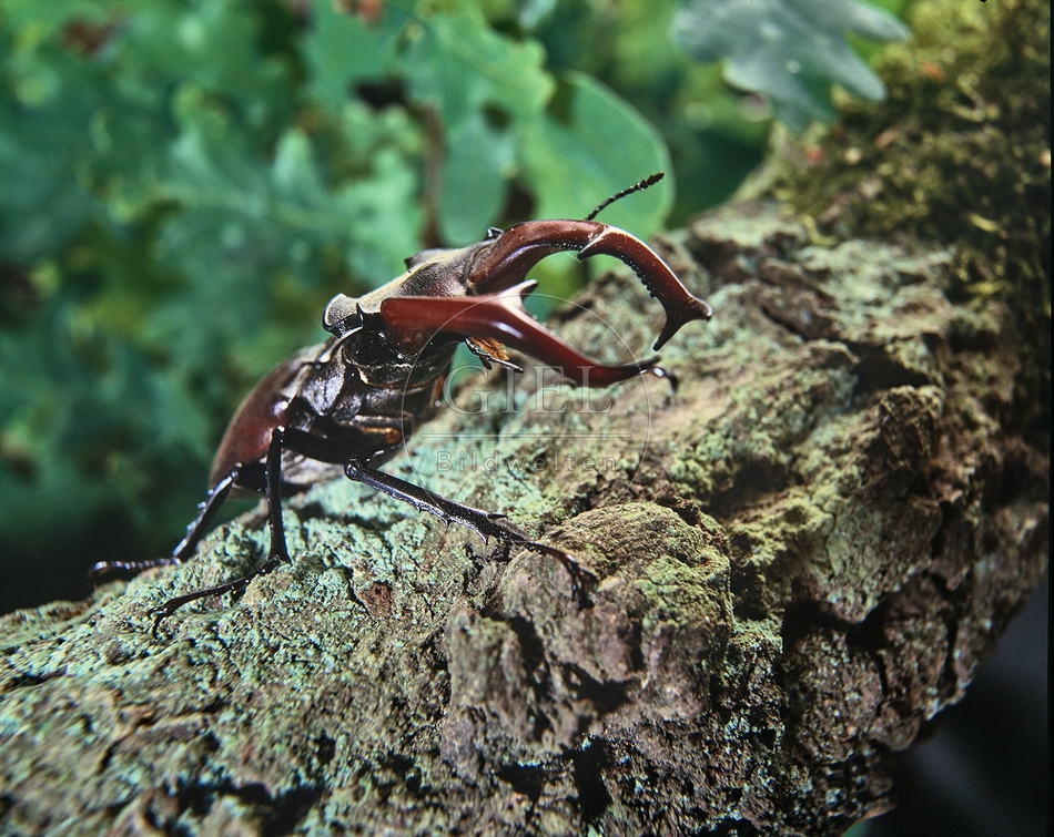 112110 Hirschkäfer auf einem Eichenstamm