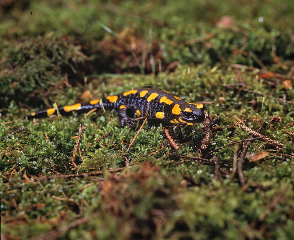 112117 Feuersalamander
