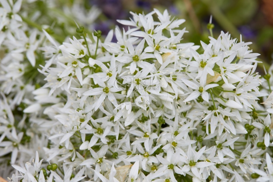 112799 Blüten des Bärlauch