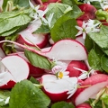 112810 Salat mit Radieschen, Bärlauch, Gänseblümchen, Giersch