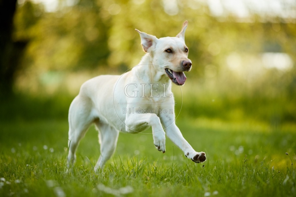 112849 Labrador Retriever rennt in Wiese