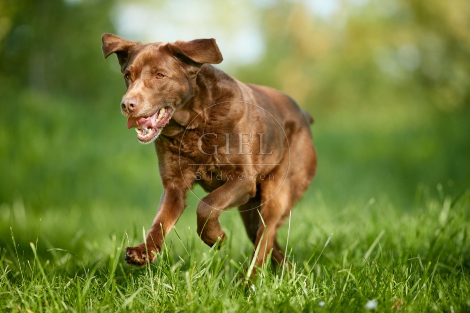 112852 Labrador Retriever rennt in Wiese