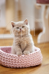 112976 Britisch Kurzhaar Kätzchen sitzt in Körbchen