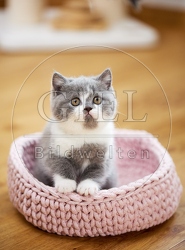112978 Britisch Kurzhaar Kätzchen sitzt in Körbchen