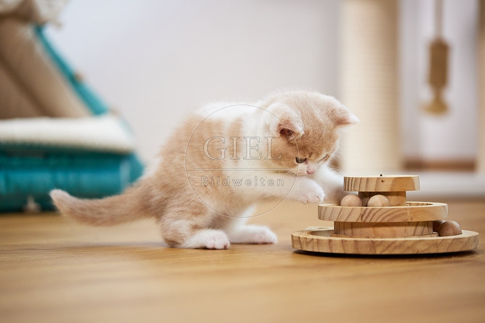 112984 Britisch Kurzhaar Kätzchen spielt mit Holz Spielzeug