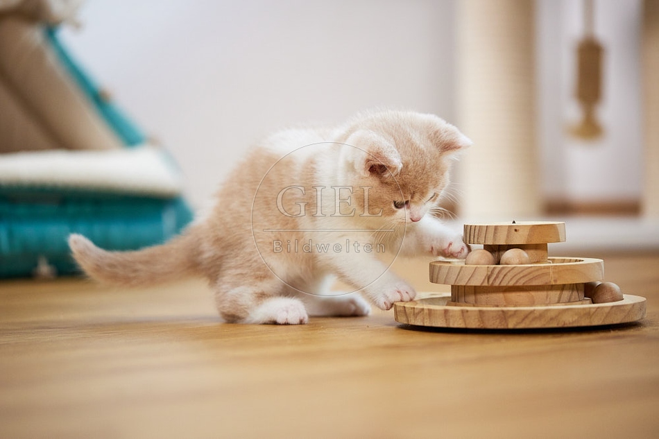 112985 Britisch Kurzhaar Kätzchen spielt mit Holz Spielzeug