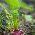 112992 Radieschen im Garten