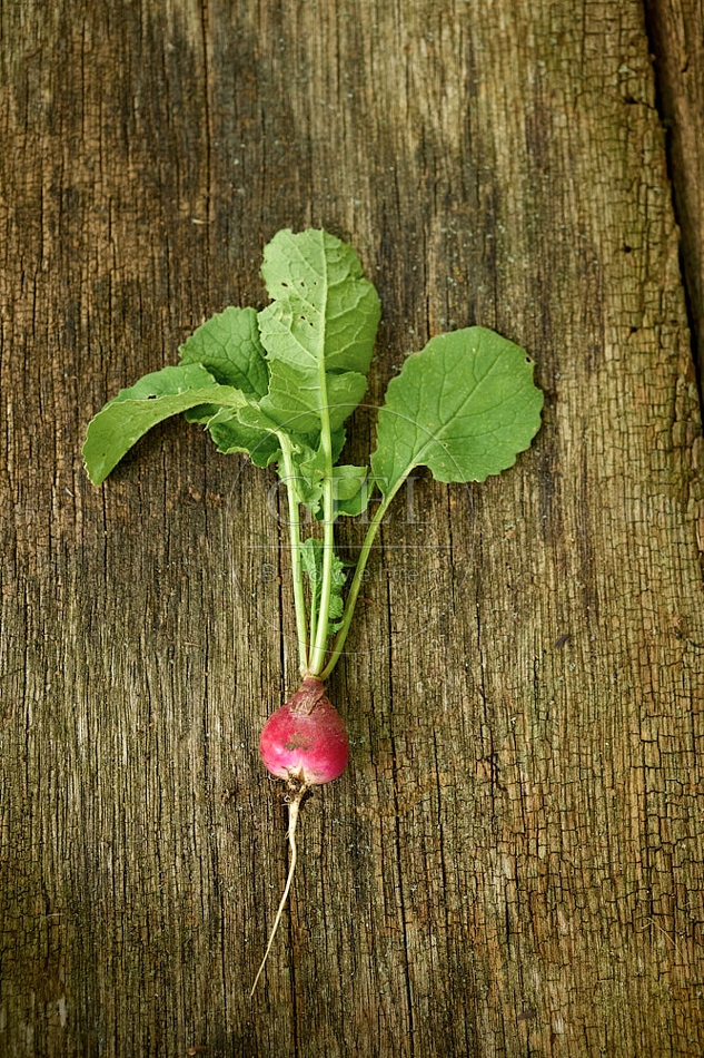 Geerntete Radischen liegen auf einem Holzbrett 113271.jpg