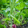 113559 Radieschen und Rosenkohl im Garten