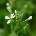 113577 Radieschen, Blüten und Knospen