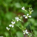 113578 Radieschen, Blüten und Knospen