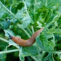 113588 Rote Wegschnecke frisst an Rosenkohl
