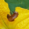 113595 Rote Wegschnecke frisst an Kürbisblüte