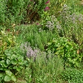 113596 Kräuterbeet im Garten