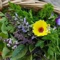113618 Kräuter und essbare Blüten