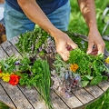113619 Kräuter und essbare Blüten auf einen Gartentisch