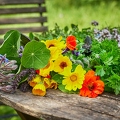 113621 Kräuter und essbare Blüten auf einen Gartentisch