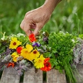 113622 Kräuter und essbare Blüten auf einen Gartentisch