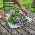 113627 Kräuter auf einem Gartentisch