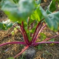 114128 Reife Rote Beete im Garten