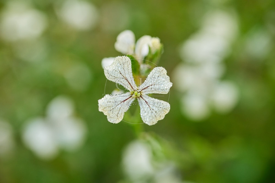 114131 Blüten des Rukola