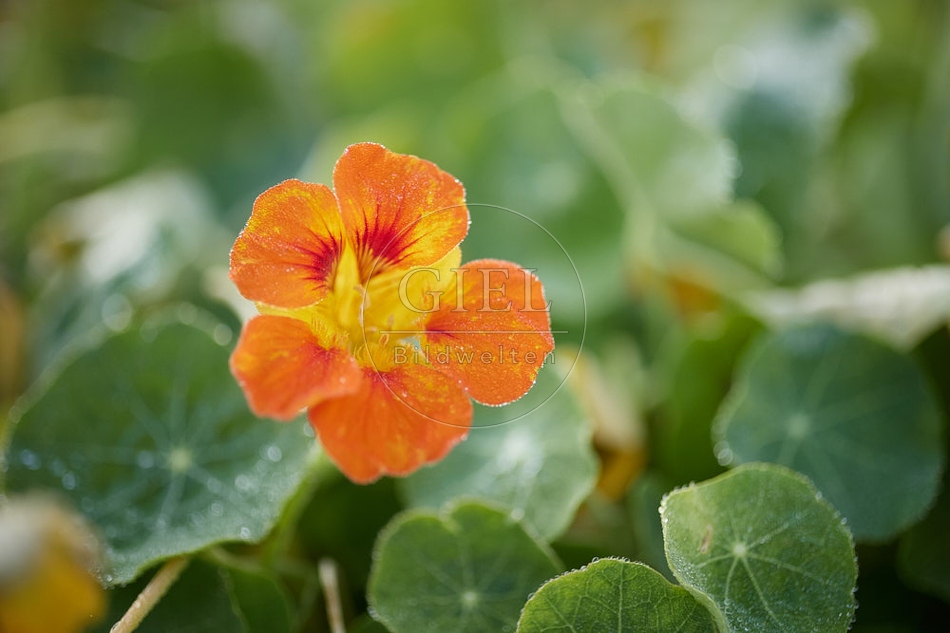 114134 Blüte der Kapuzienerkresse
