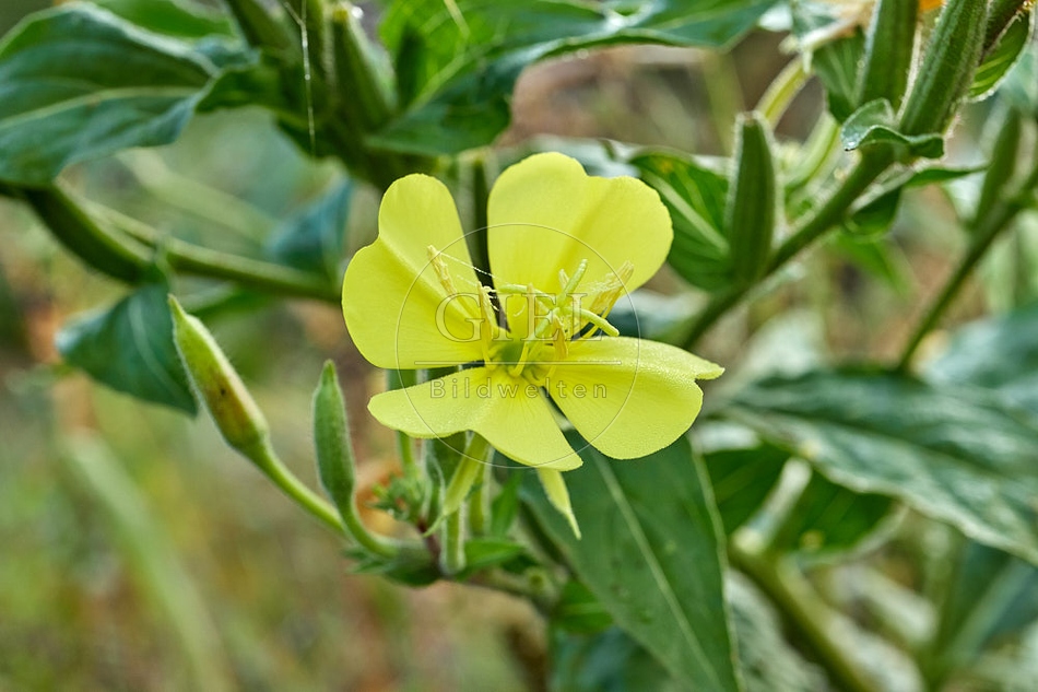 114135 Gemeine Nachtkerze, Blüte